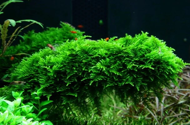 In-Vitro Christmas Moss / Vesicularia dubyana 'Christmas', Moos In-Vitro Christmas Moss / Vesicularia Dubyana 'Christmas', Moos -Wfw Wasserflora 003ATC T 1 1
