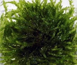 In-Vitro Trauermoos / Vesicularia Ferriei 'Weeping', Moos 3 In-Vitro Trauermoos / Vesicularia Ferriei 'Weeping', Moos -Wfw Wasserflora 003BTC T 1 3 1