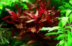 XL In-Vitro Kleines Rosanerviges Papageienblatt / Alternanthera 'Rosanervig' - A. Reineckii ´Red Ruby´ -Wfw Wasserflora 005DZ 1 2