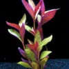 XL In-Vitro Burgunderrotes Papageienblatt / Alternanthera PURPLE Im XL-Cup 2 XL In-Vitro Burgunderrotes Papageienblatt / Alternanthera PURPLE Im XL-Cup -Wfw Wasserflora 006HB 1 1