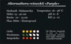 XL In-Vitro Burgunderrotes Papageienblatt / Alternanthera PURPLE Im XL-Cup -Wfw Wasserflora 006HB 1 5
