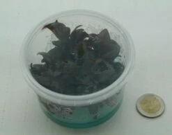 XL In-Vitro Burgunderrotes Papageienblatt / Alternanthera PURPLE Im XL-Cup -Wfw Wasserflora 006HB 1 7