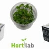 XL In-Vitro Mini Bamboo / Floscopa Scadens Im XL-Cup 2 XL In-Vitro Mini Bamboo / Floscopa Scadens Im XL-Cup -Wfw Wasserflora 008HB 1 2