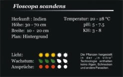 XL In-Vitro Mini Bamboo / Floscopa Scadens Im XL-Cup -Wfw Wasserflora 008HB 1 4