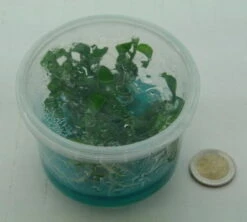 XL In-Vitro Mini Bamboo / Floscopa Scadens Im XL-Cup -Wfw Wasserflora 008HB 1 6