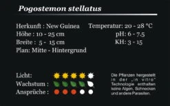 XL In-Vitro Quirlblättrige Sternpflanze / Pogostemon Stellatus (Eusteralis Stellata) Im XL-Cup -Wfw Wasserflora 010HB 1 8
