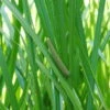 Kalmus / Acorus Calamus Im 9x9 Cm Topf -Wfw Wasserflora 010Wo 1 1