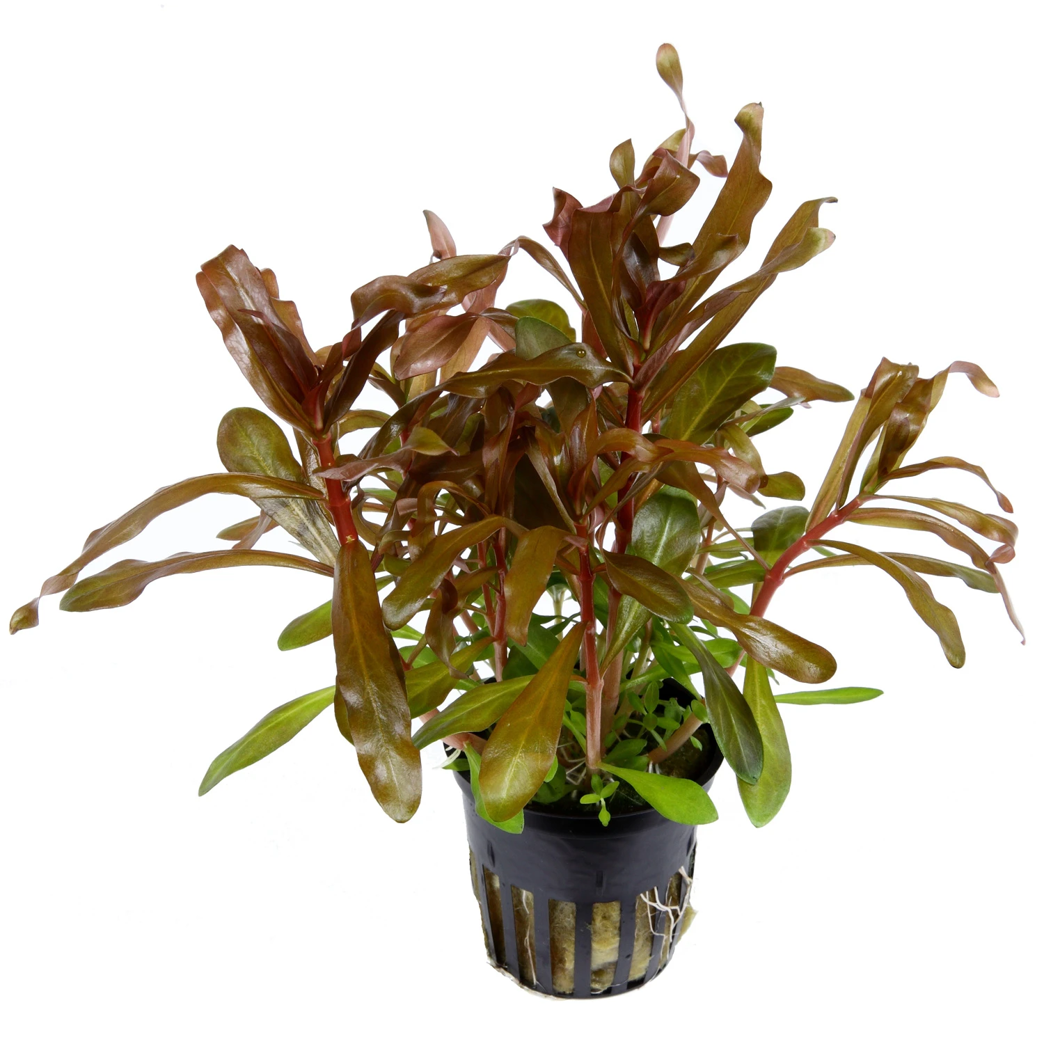 MUTTERPFLANZE Dickstängelige Nesaea / Nesaea crassicaulis im Topf MUTTERPFLANZE Dickstängelige Nesaea / Nesaea Crassicaulis Im Topf -Wfw Wasserflora 033B T 1 4 1