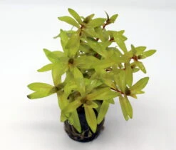 Goldene Nesaea / Nesaea Pedicellata 'Golden' Im Topf