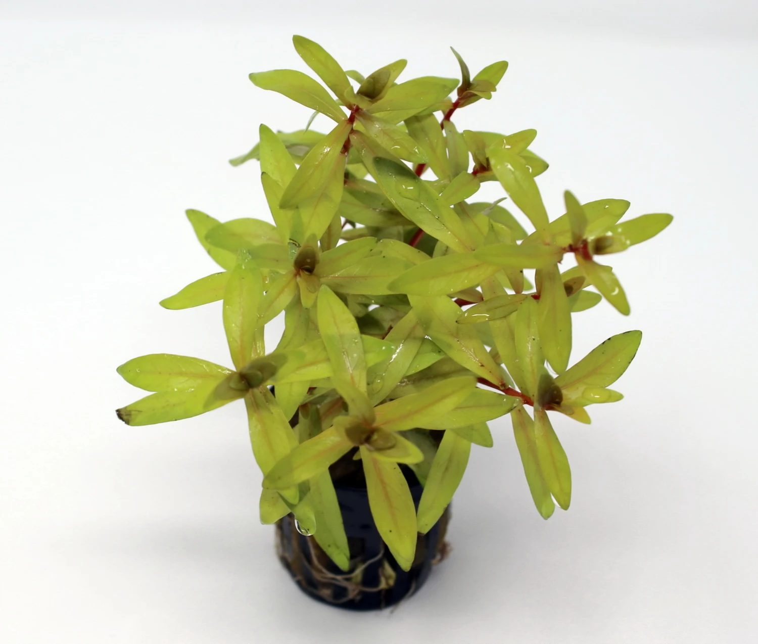 Goldene Nesaea / Nesaea pedicellata 'Golden' im Topf Goldene Nesaea / Nesaea Pedicellata 'Golden' Im Topf -Wfw Wasserflora 033Z BL 1 2