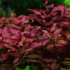 Kleine Tiefrote Ludwigie / Ludwigia Sp. Super Red - Super Rot