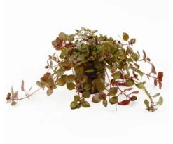 Kleine Tiefrote Ludwigie / Ludwigia Sp. Super Red - Super Rot -Wfw Wasserflora 035B T 1 4