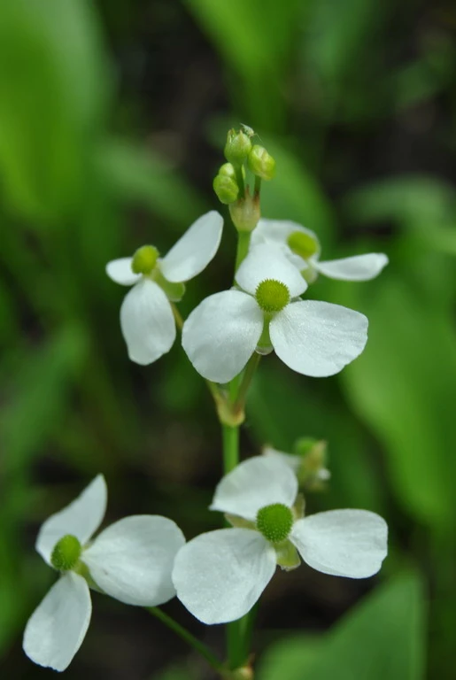 Rundblättriger Froschlöffel, weiß / Alisma parviflora im 9x9 cm Topf Rundblättriger Froschlöffel, Weiß / Alisma Parviflora Im 9x9 Cm Topf -Wfw Wasserflora 040Wo 1 1