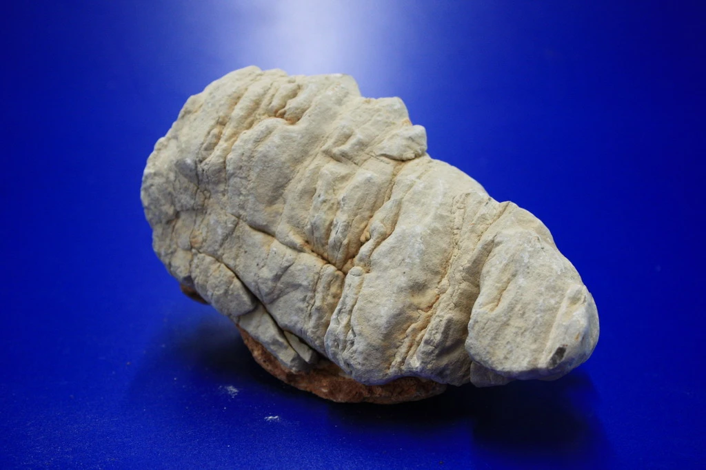 Colorado Stein unterschiedliche Farb- und Form-Spektren per 1kg Colorado Stein Unterschiedliche Farb- Und Form-Spektren Per 1kg -Wfw Wasserflora 041AT 1 1