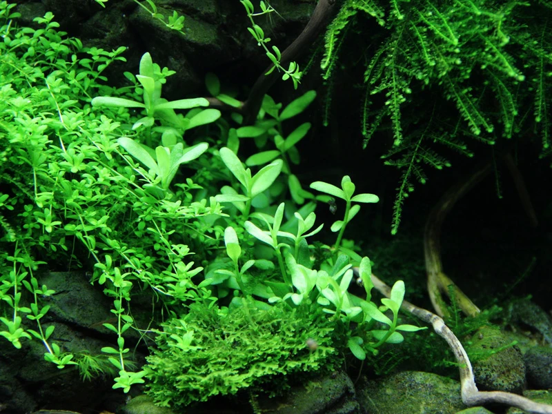 Kleines kompaktes Fettblatt / Bacopa 'Compact' Kleines Kompaktes Fettblatt / Bacopa 'Compact' -Wfw Wasserflora 044A T 1 4