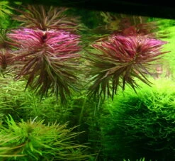 Aromatischer Sumpffreund / Limnophila Aromatica - Aromaticoides