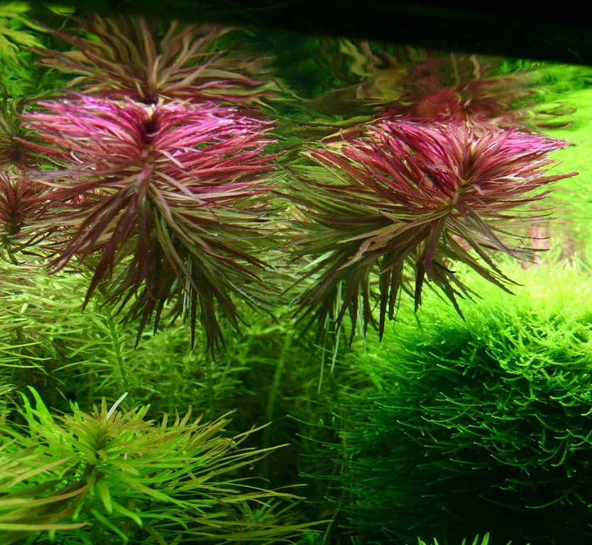 Aromatischer Sumpffreund / Limnophila aromatica - aromaticoides Aromatischer Sumpffreund / Limnophila Aromatica - Aromaticoides -Wfw Wasserflora 047B T 1 2