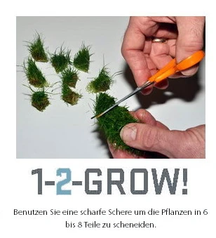 1-2-GROW! Kleiner Stern 'Daonoi' - Sternkraut / Pogostemon helferi 1-2-GROW! Kleiner Stern 'Daonoi' - Sternkraut / Pogostemon Helferi -Wfw Wasserflora 053HTC 1 5