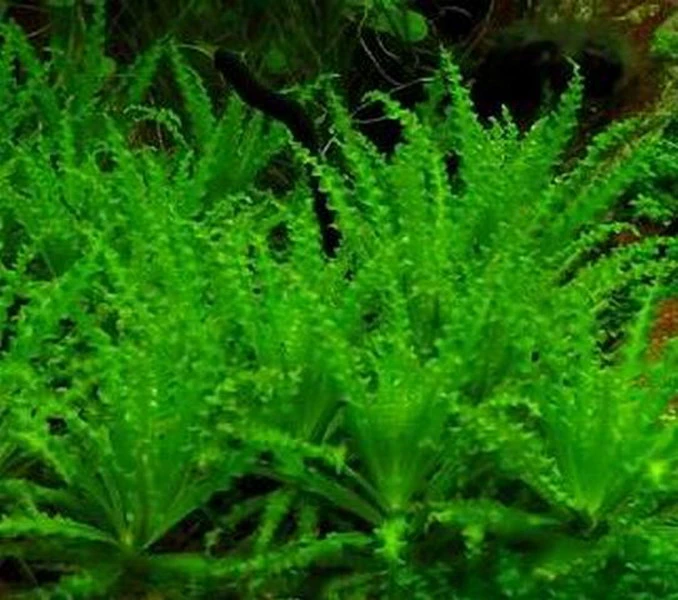 1-2-GROW! Kleiner Stern 'Daonoi' - Sternkraut / Pogostemon helferi 1-2-GROW! Kleiner Stern 'Daonoi' - Sternkraut / Pogostemon Helferi -Wfw Wasserflora 053HTC 1 8