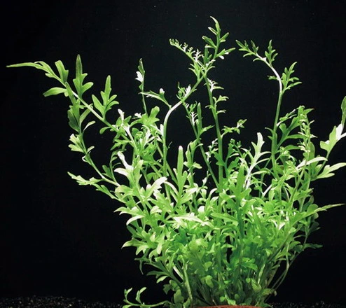 XL In-Vitro Gehörnter Hornfarn / Ceratopteris cornuta XL In-Vitro Gehörnter Hornfarn / Ceratopteris Cornuta -Wfw Wasserflora 070DZ 1