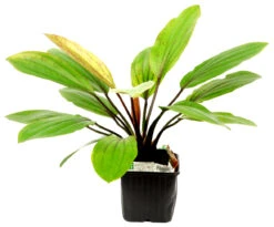 MUTTERPFLANZE Rosa Schwertpflanze / Echinodorus 'Rose' -Wfw Wasserflora 072bXL T 1 4