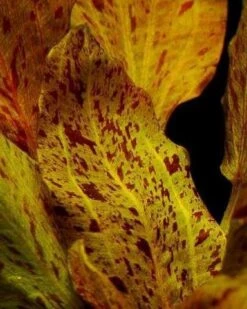 MUTTERPFLANZE Rot Getüpfelte Schwertpflanze / Echinodorus Ozelot (rot) -Wfw Wasserflora 073fXL T 1 4