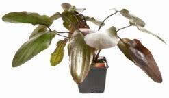 MUTTERPFLANZE Rot Getüpfelte Schwertpflanze / Echinodorus Ozelot (rot) -Wfw Wasserflora 073fXL T 1 8