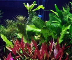 MUTTERPFLANZE Gefleckte Grüne Schwertpflanze / Echinodorus Ozelot Grün