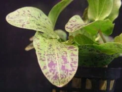 MUTTERPFLANZE Gefleckte Grüne Schwertpflanze / Echinodorus Ozelot Grün -Wfw Wasserflora 073gXL T 1 4