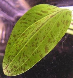 MUTTERPFLANZE Gefleckte Grüne Schwertpflanze / Echinodorus Ozelot Grün -Wfw Wasserflora 073gXL T 1 5