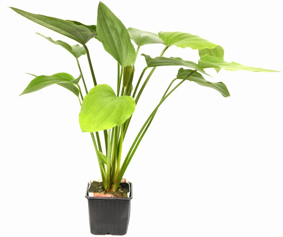 MUTTERPFLANZE Steifblättriger Froschlöffel / Echinodorus 'Palaefolius' var. latifolius MUTTERPFLANZE Steifblättriger Froschlöffel / Echinodorus 'Palaefolius' Var. Latifolius -Wfw Wasserflora 076XL T 1 4