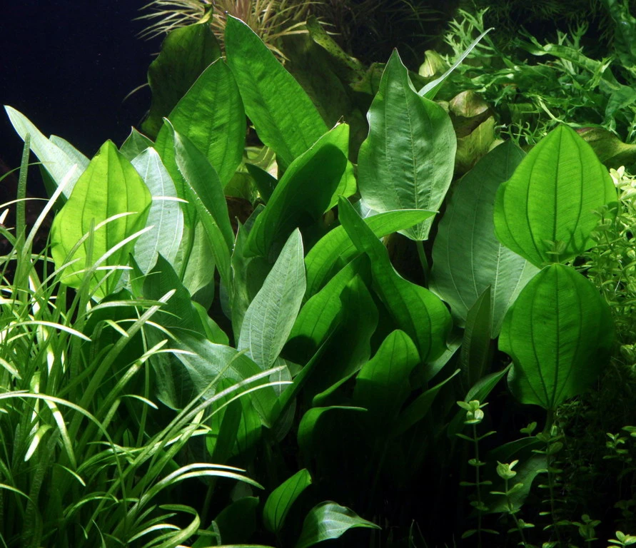 Steifblättriger Froschlöffel / Echinodorus 'Palaefolius' var. latifolius Steifblättriger Froschlöffel / Echinodorus 'Palaefolius' Var. Latifolius -Wfw Wasserflora 076 T 1 2