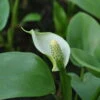 Drachenwurz / Calla Palustris Im 9x9 Cm Topf -Wfw Wasserflora 080Wo 1 1