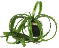 MUTTERPFLANZE Flutende Hakenlilie / Crinum Natans (Crinum Aquatica) -Wfw Wasserflora 094XL T 1 4