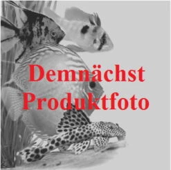 Weisse Seerose / Nymphaea Virginalis Im 11x11 Cm Topf