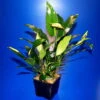 MUTTERPFLANZE Kleines Speerblatt / Anubias Barteri Var. Glabra - Minima -Wfw Wasserflora 10003BL 1 2
