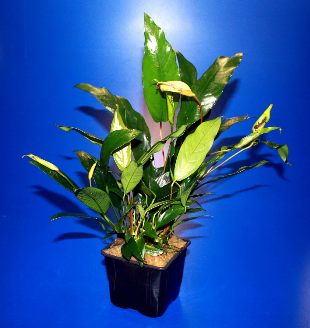 MUTTERPFLANZE Kleines Speerblatt / Anubias barteri var. glabra - minima MUTTERPFLANZE Kleines Speerblatt / Anubias Barteri Var. Glabra - Minima -Wfw Wasserflora 10003BL 1 2