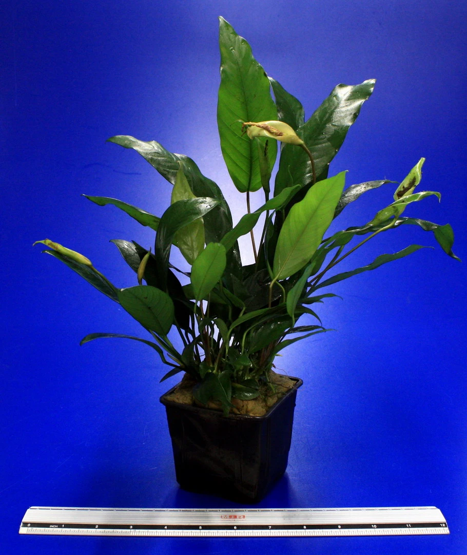 MUTTERPFLANZE Kleines Speerblatt / Anubias barteri var. glabra - minima MUTTERPFLANZE Kleines Speerblatt / Anubias Barteri Var. Glabra - Minima -Wfw Wasserflora 10003BL 1 4