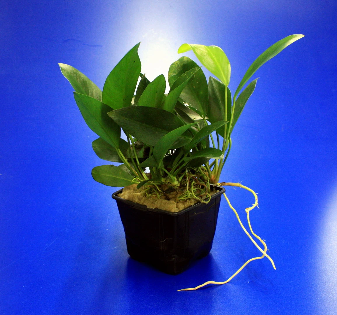 MUTTERPFLANZE Kongo-Speerblatt / Anubias congensis MUTTERPFLANZE Kongo-Speerblatt / Anubias Congensis -Wfw Wasserflora 10004BL 1 2