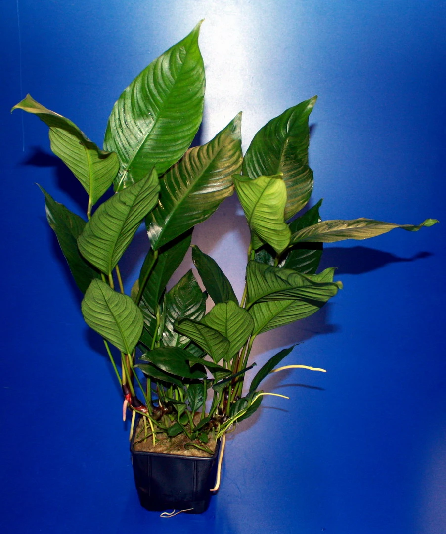 MUTTERPFLANZE Verschiedenblättriges Speerblatt / Anubias Heterophylla MUTTERPFLANZE Verschiedenblättriges Speerblatt / Anubias Heterophylla -Wfw Wasserflora 10005BL 1 2