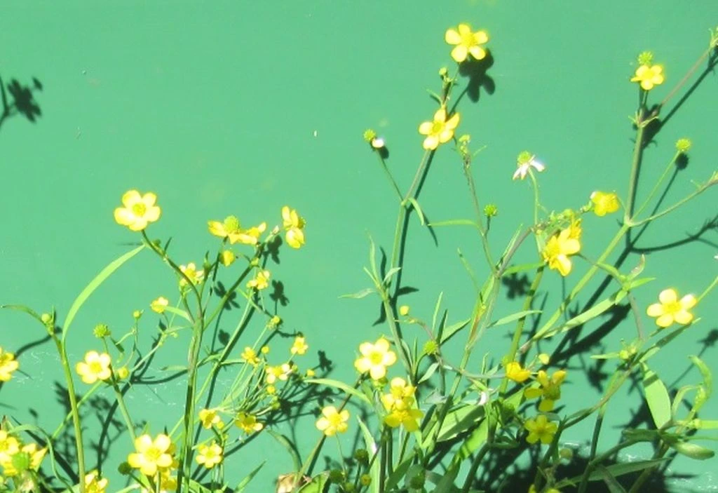 Brennender Hahnenfuß, gelb / Ranunculus flammula im 9x9 cm Topf Brennender Hahnenfuß, Gelb / Ranunculus Flammula Im 9x9 Cm Topf -Wfw Wasserflora 1000Wo 1 1