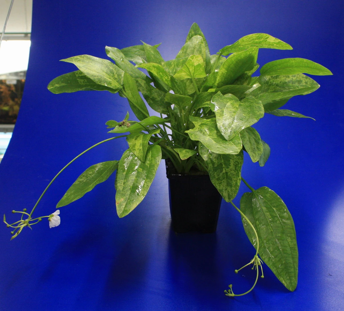 MUTTERPFLANZE Echinodorus cordifolius 'Tropica Marble Queen' MUTTERPFLANZE Echinodorus Cordifolius 'Tropica Marble Queen' -Wfw Wasserflora 10011BL 1 2