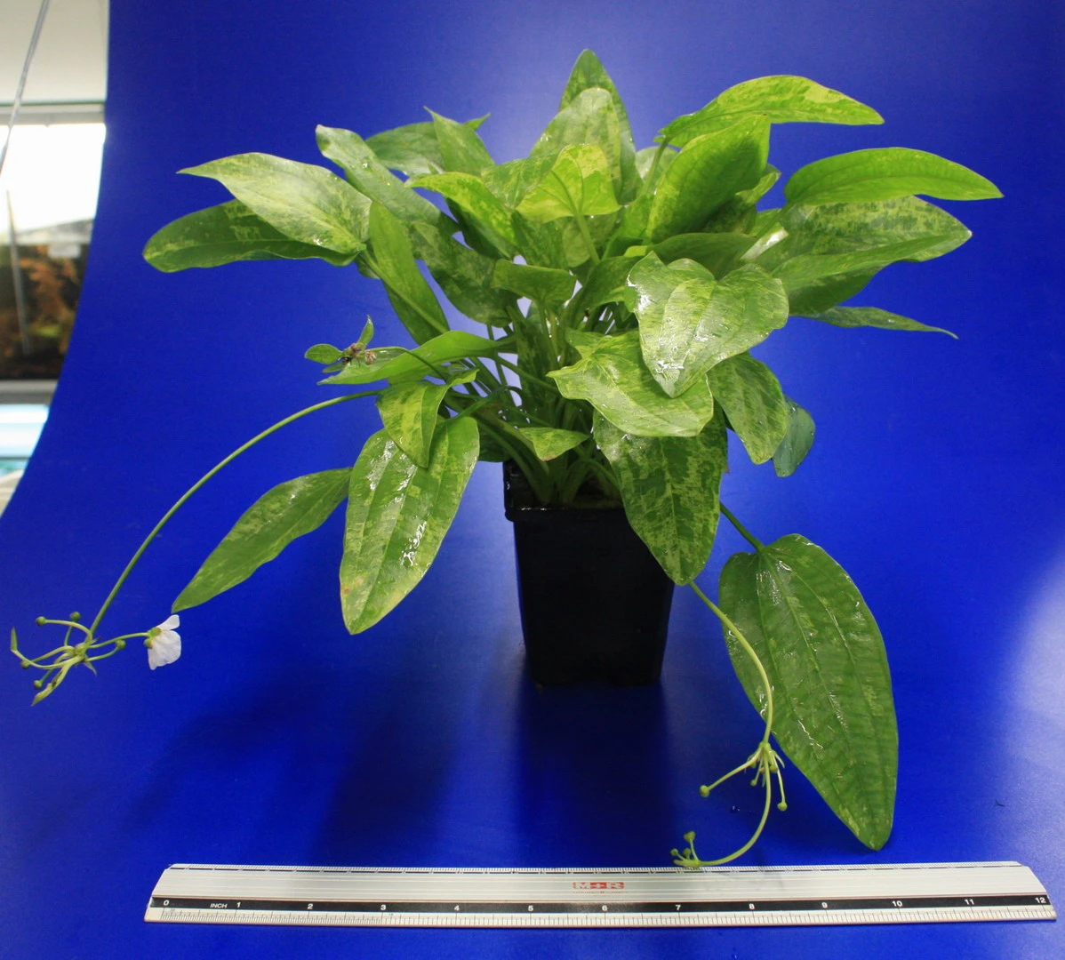 MUTTERPFLANZE Echinodorus cordifolius 'Tropica Marble Queen' MUTTERPFLANZE Echinodorus Cordifolius 'Tropica Marble Queen' -Wfw Wasserflora 10011BL 1 4