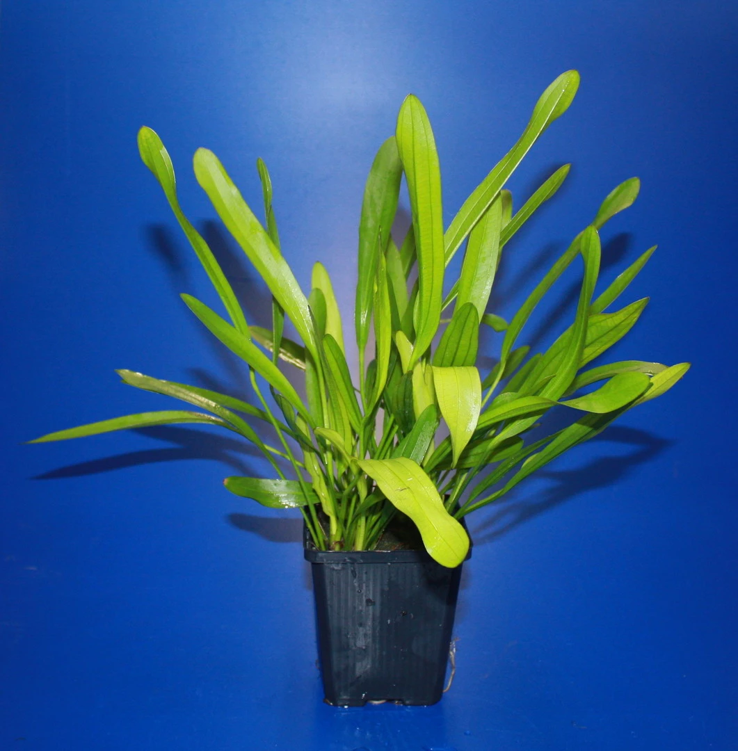 MUTTERPFLANZE Horemanis Schwertpflanze grün / Echinodorus horemanii grün MUTTERPFLANZE Horemanis Schwertpflanze Grün / Echinodorus Horemanii Grün -Wfw Wasserflora 10013BL 1 2