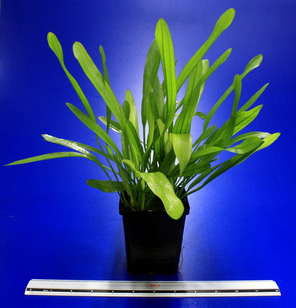 MUTTERPFLANZE Horemanis Schwertpflanze grün / Echinodorus horemanii grün MUTTERPFLANZE Horemanis Schwertpflanze Grün / Echinodorus Horemanii Grün -Wfw Wasserflora 10013BL 1 4