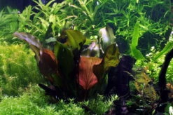 MUTTERPFLANZE Kleine Rote Schwertpflanze / Echinodorus Reni 3 MUTTERPFLANZE Kleine Rote Schwertpflanze / Echinodorus Reni -Wfw Wasserflora 10018BL 1 2