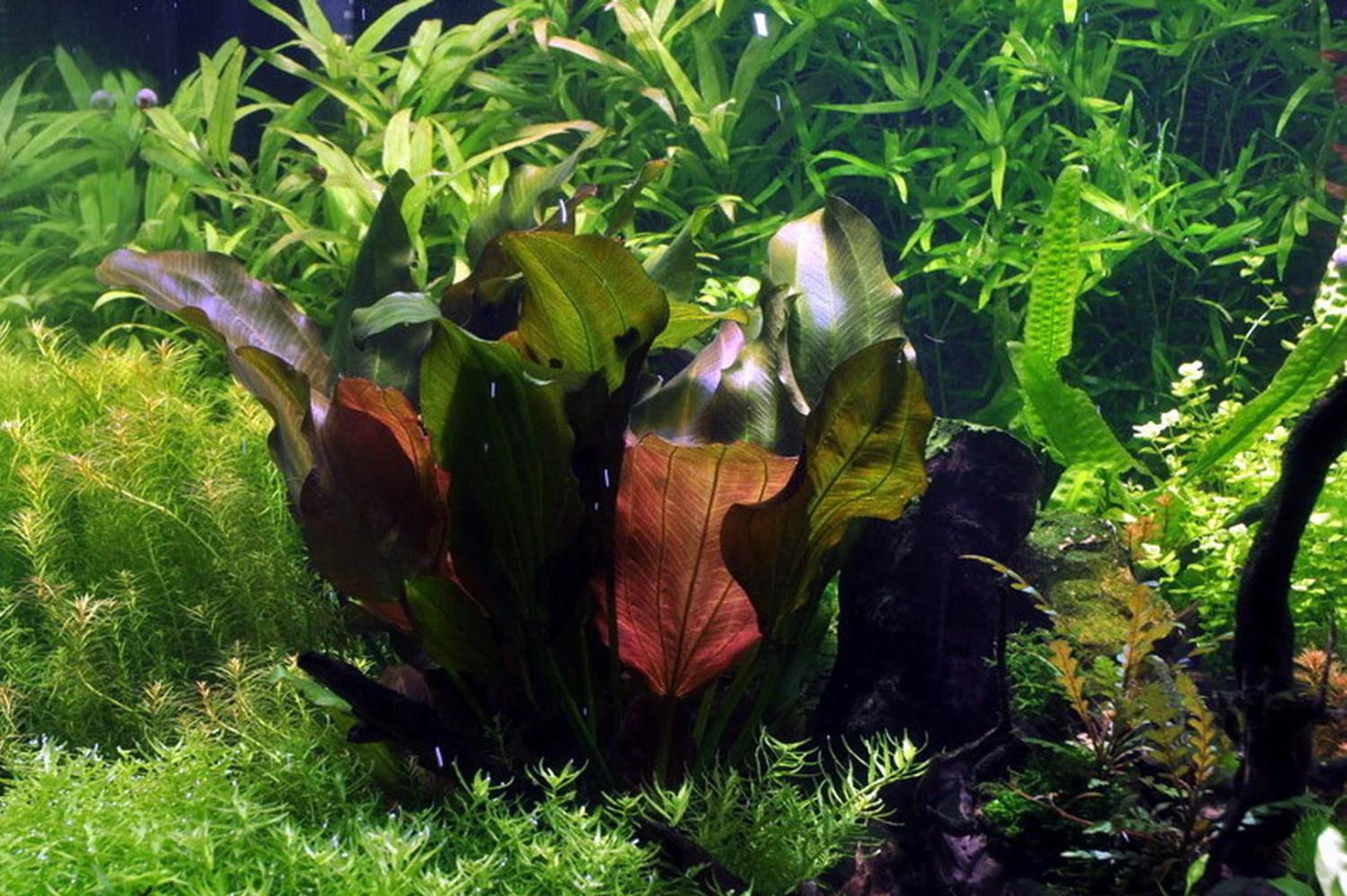 MUTTERPFLANZE Kleine Rote Schwertpflanze / Echinodorus Reni MUTTERPFLANZE Kleine Rote Schwertpflanze / Echinodorus Reni -Wfw Wasserflora 10018BL 1 2