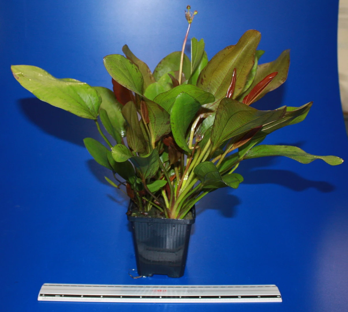 MUTTERPFLANZE Kleine Rote Schwertpflanze / Echinodorus Reni MUTTERPFLANZE Kleine Rote Schwertpflanze / Echinodorus Reni -Wfw Wasserflora 10018BL 1 4