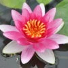 Dunkelrote Seerose / Nymphaea Attraction Im 11x11 Cm Topf -Wfw Wasserflora 1001Wo 1 1