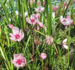 Schwanenblume - Blumenbinse / Butomus Umballatus Im 9x9 Cm Topf -Wfw Wasserflora 1010AA 1 2